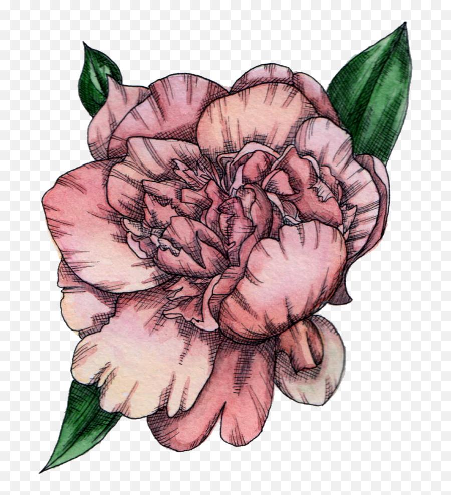 Hayley Armstrong Illustration - Ink And Watercolour Peony Png,Peony Png