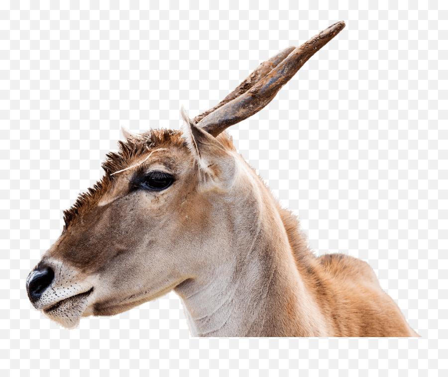 Download Common Eland Hd Png - Uokplrs Antelope,Antelope Png