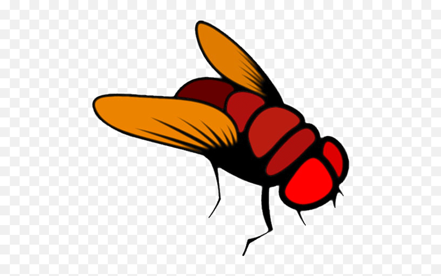 Flightless Fruit Flies Hydei - Cartoon Fly No Background Png,Flies Png