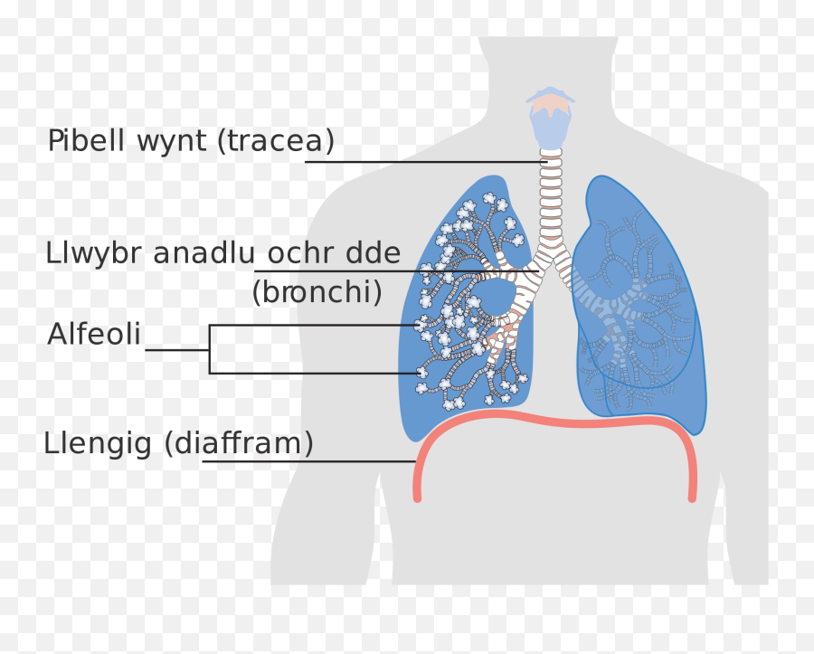 Download Open - Diagram Png,Lung Png