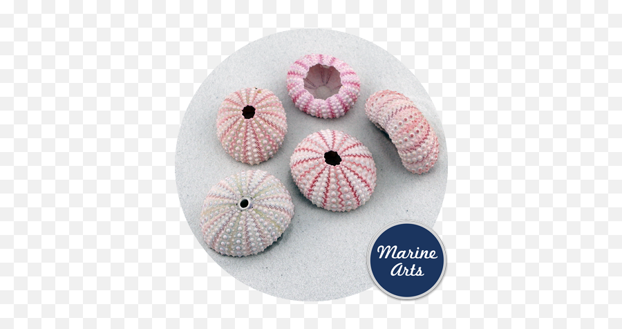 Sea Urchin - Pink Marine Arts Wholesale Shells Soft Png,Sea Urchin Png