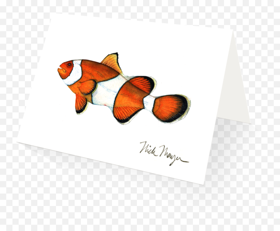 Clownfish Boxed Cards - Ocellaris Clownfish Png,Clownfish Png