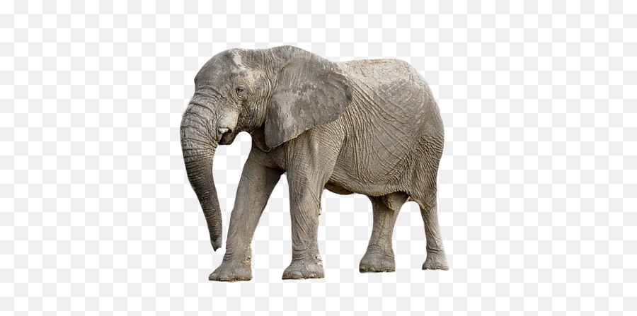 Elephant Animal Africa Transparent - Zwierzta Z Afryki Png,Elephant Transparent Background