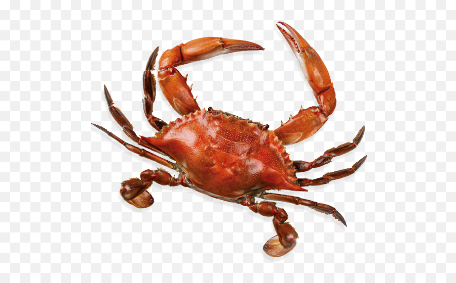 Seafood The Blind Pelican - Dungeness Crab Png,Crab Legs Png