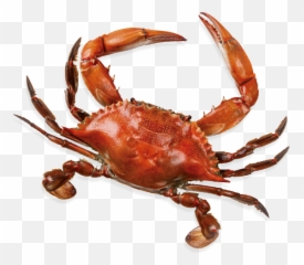 Seafood The Blind Pelican - Dungeness Crab Png,Crab Legs Png