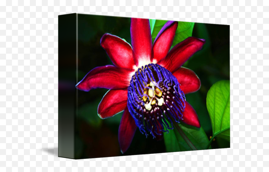 Purple Flower By Anthony Jones - Purple Passionflower Png,Purple Flower Transparent
