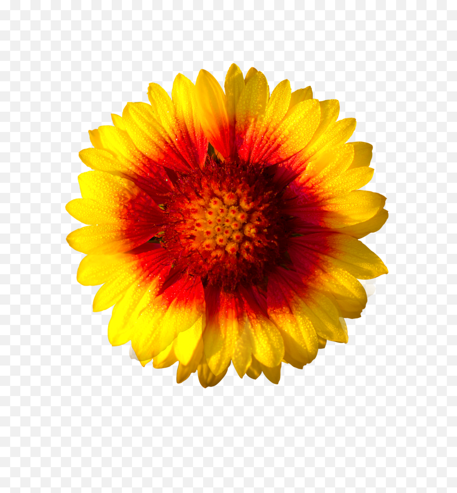 Sun Flower Isolated - Flower Hd Png,Yellow Flower Transparent Background
