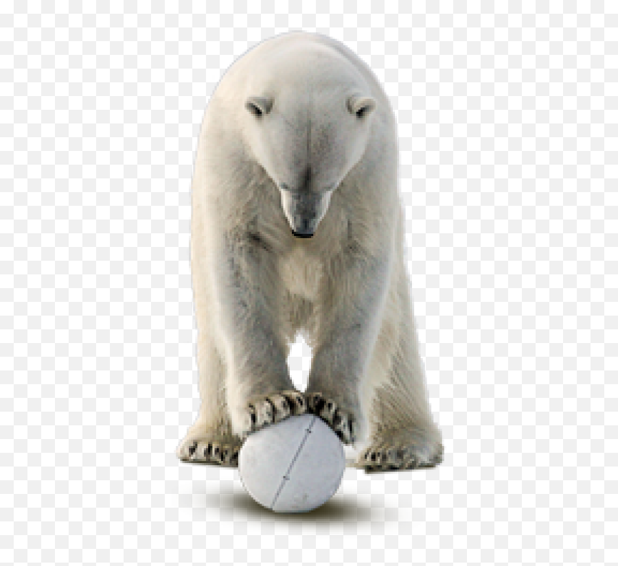 Polar Bear Png Transparent 1 Image - Polar Bear,Polar Bear Png