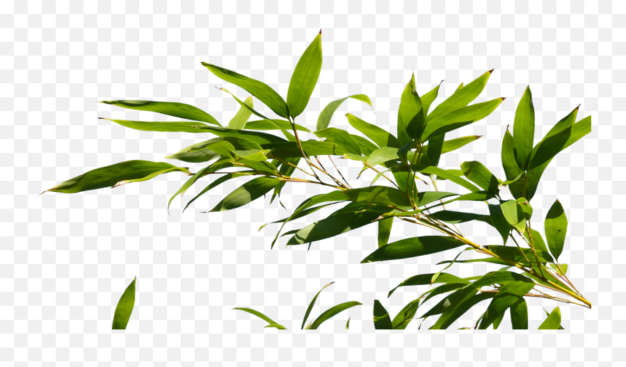 Download Hd Bamboo Tree Branch Png Transparent Image - Top View Bamboo Trees Png,Branch Png