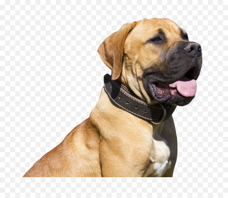 Download Dog Png - Png Images Hd Of Dogs Png Image With No Bulldog Png,Dogs Png