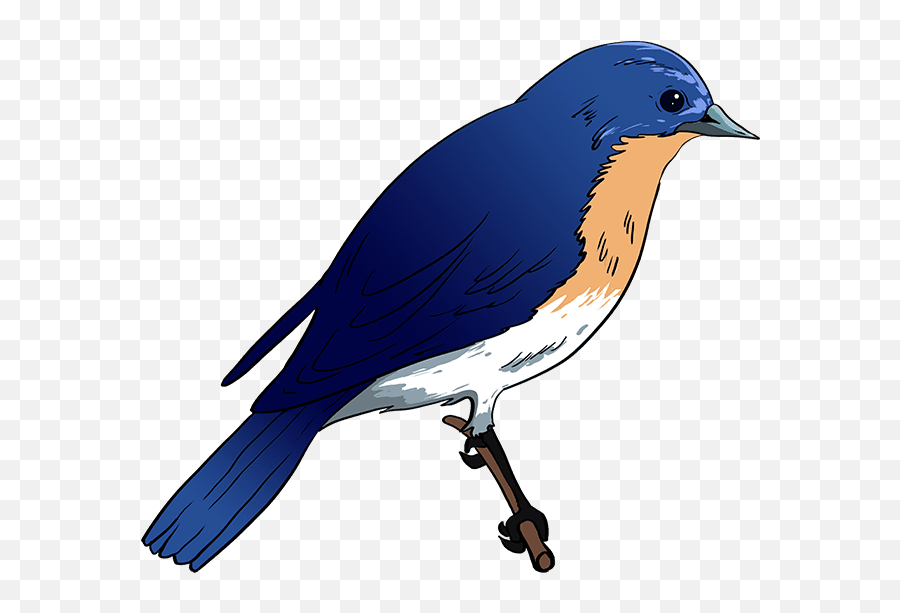 How To Draw An Eastern Bluebird - Really Easy Drawing Tutorial Easy Blue Bird Drawing Png,Bluebird Icon