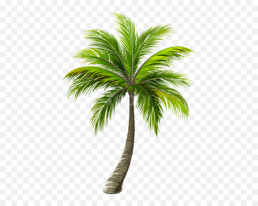 Download Free Png Palm Images Background - Transparent Background Palm Tree Png,Tree Top View Png