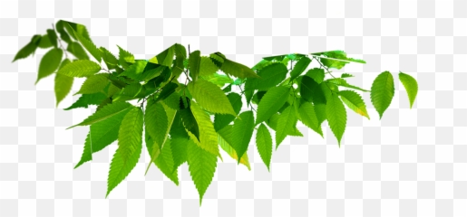 Twig Vector Leaf Transparent Png - Green
