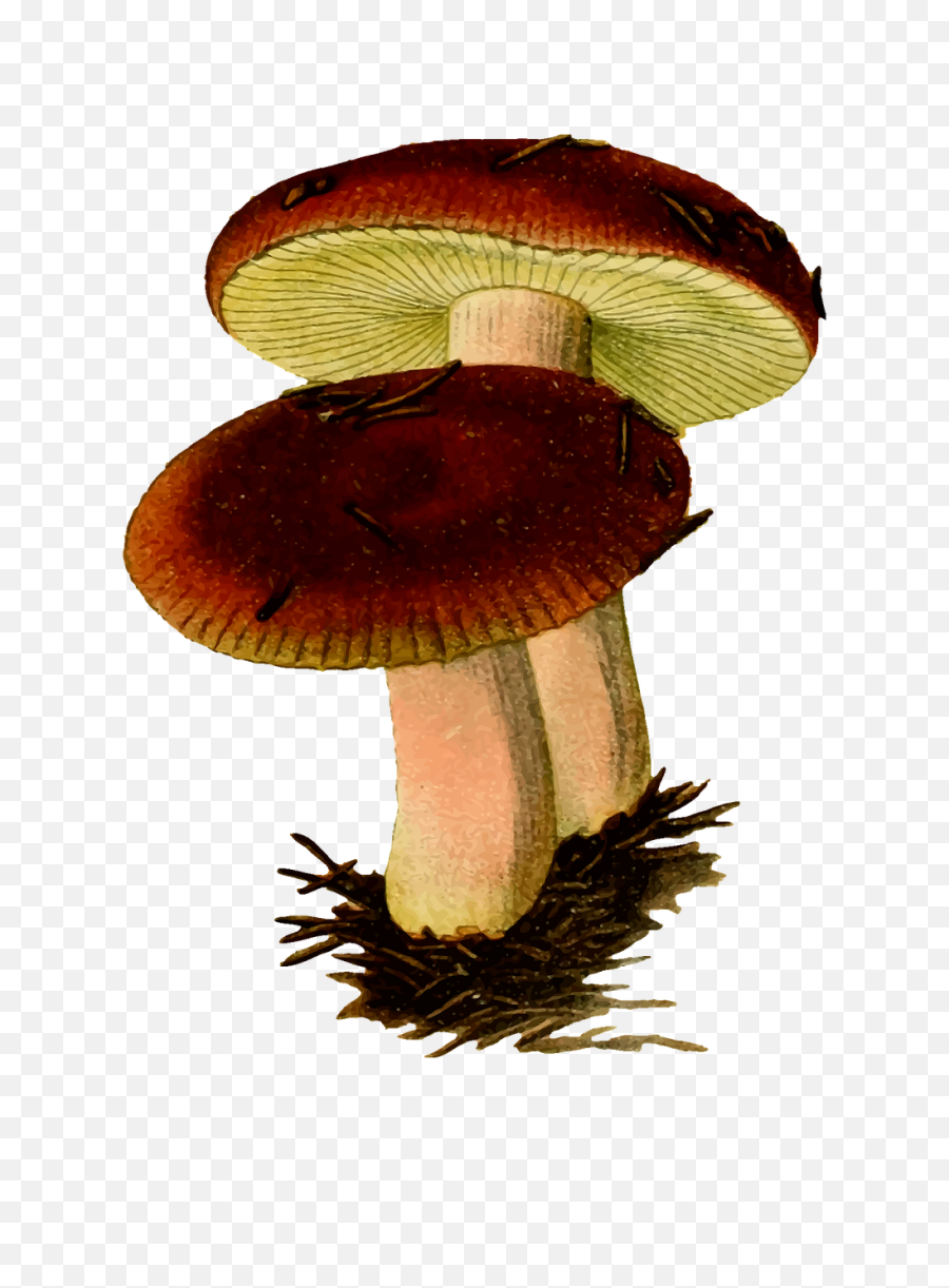 Edible Mushroomagaricaceaemedicinal Mushroom Png Clipart - Fungi Png,Mushroom Png