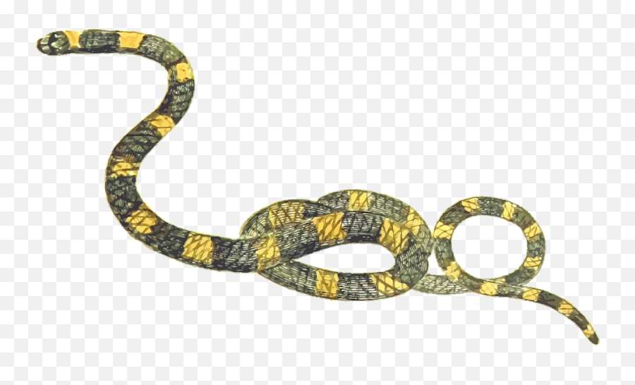Animal Reptile - Snake Free Clipart Png,Reptiles Png