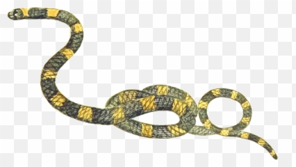Animal Reptile - Snake Free Clipart Png,Reptiles Png