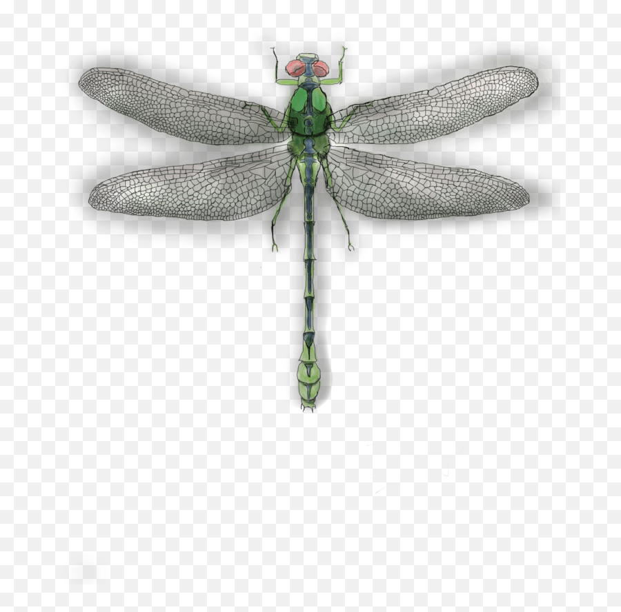 Dragonfly Png