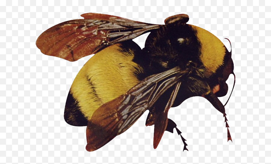 Had Trouble Finding A Good Png - Scum Fuck Flower Boy Bee,Bees Png