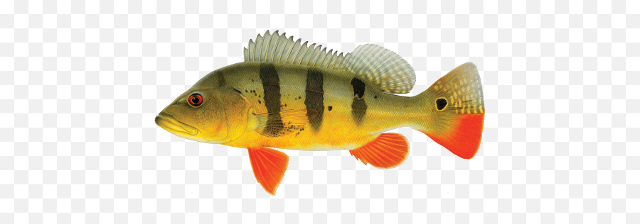 Fishin Guy - Fish Species Peacock Bass Png,Bass Fish Png