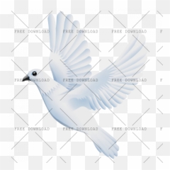 Free transparent dove transparent background images, page 1 