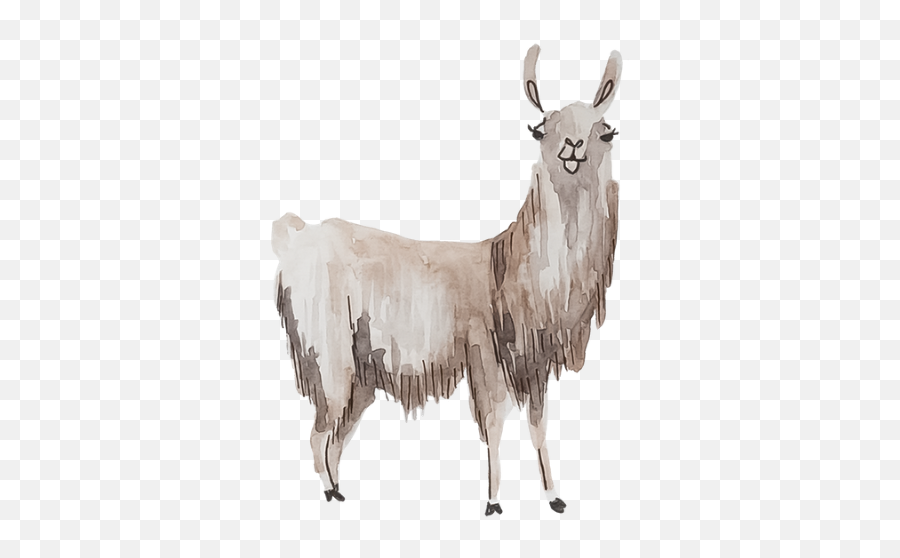 Download Llamas Are Lovely - Alpaca Watercolor Llama Full Llama Png,Llama Png