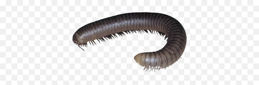 Millipedepng 450300 Adidas Sneakers Yeezy - Worm In My House,Centipede Png