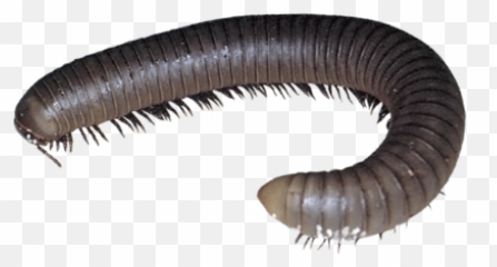 Millipedepng 450300 Adidas Sneakers Yeezy - Worm In My House,Centipede Png