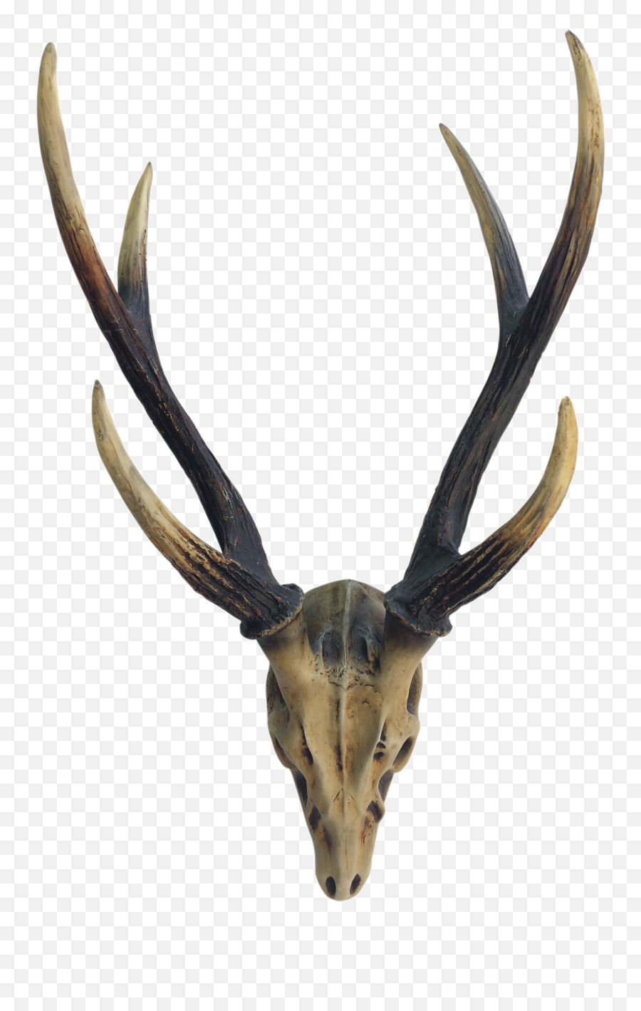 Elk Deer Horn Antler Image - Deer Png Download 24483264 Reindeer,Antlers Png