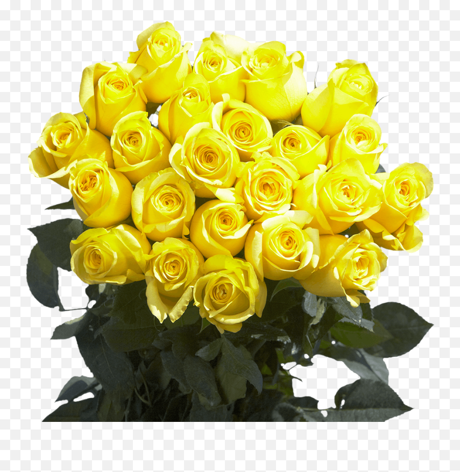Globalrose 50 Fresh Cut Lemon Yellow Roses - Citran Roses Fresh Flowers For Birthdays Weddings Or Anniversary Floribunda Png,Yellow Rose Transparent
