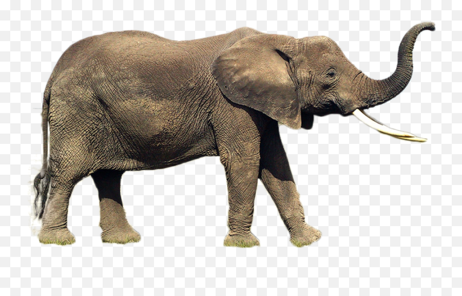 Download Hd Elephant Png Image - Indian Elephant Transparent Transparent Elephant Trunk Png,Republican Elephant Png