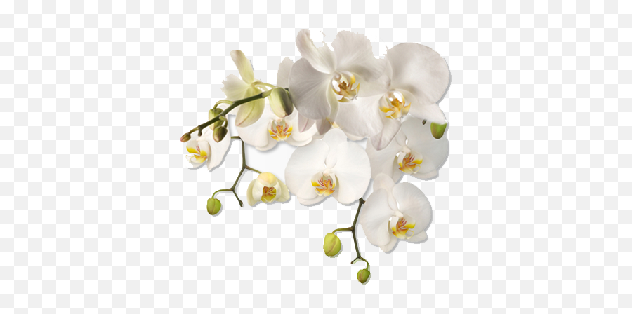 Download Hd New Jersey Association Of Women Therapists - White Flower Corner Png,White Flower Png