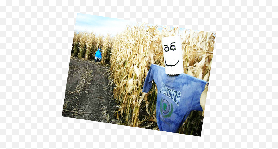 Little Bear Bottoms Corn Maze - Spooky Barn Ride Field Png,Corn Field Png