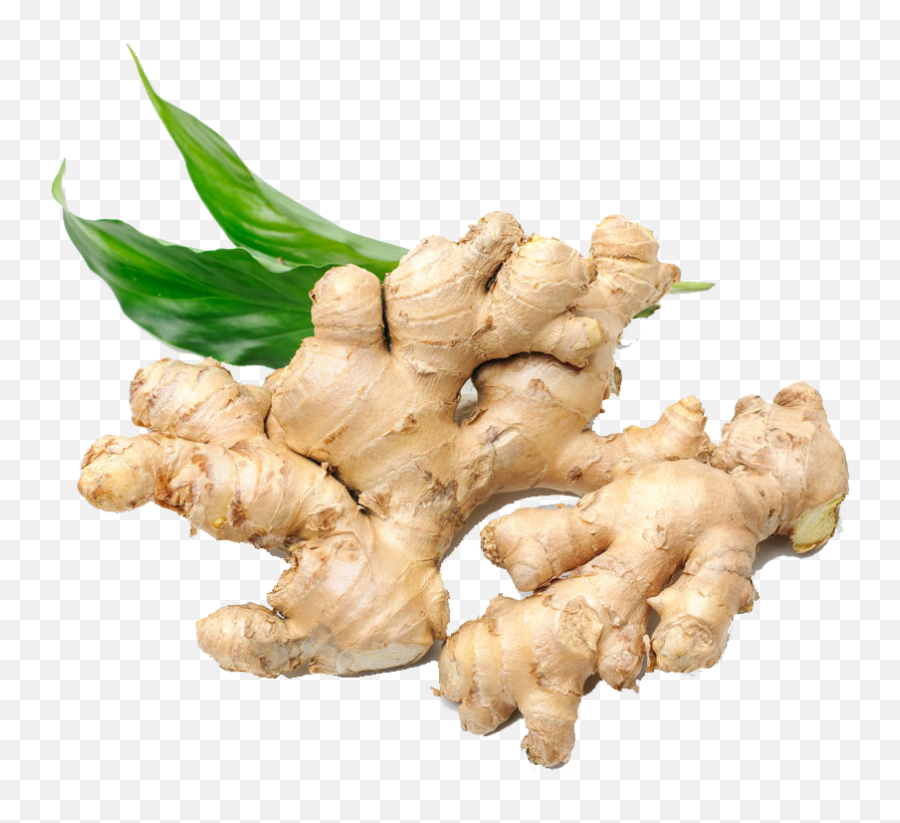 Download Ginger Png Image With No Background - Pngkeycom Gingers Png,Ginger Png