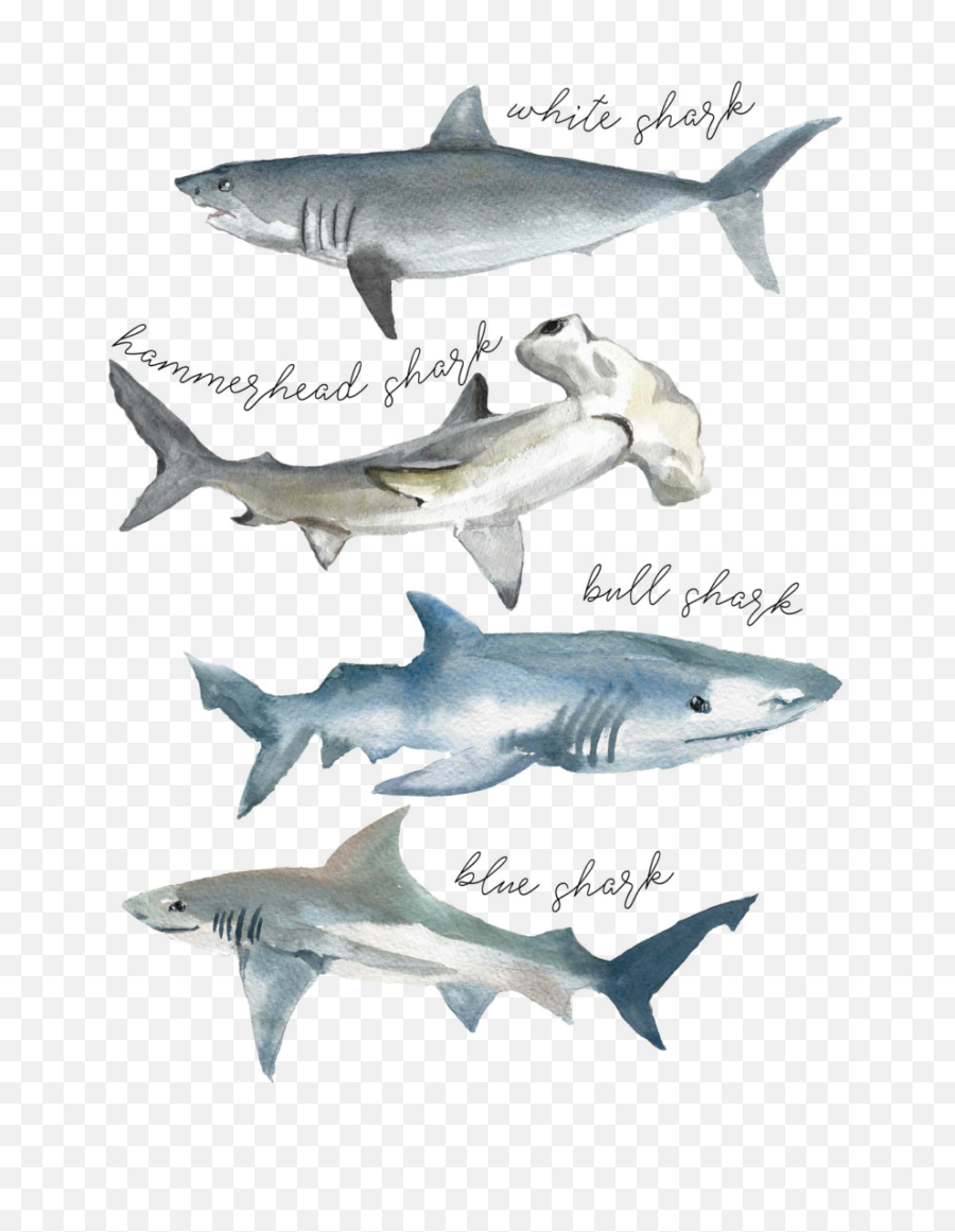 Download Tshirt Shark Watercolor - Type Of Sharks Watercolor Shark Species Watercolor Png,Hammerhead Shark Png