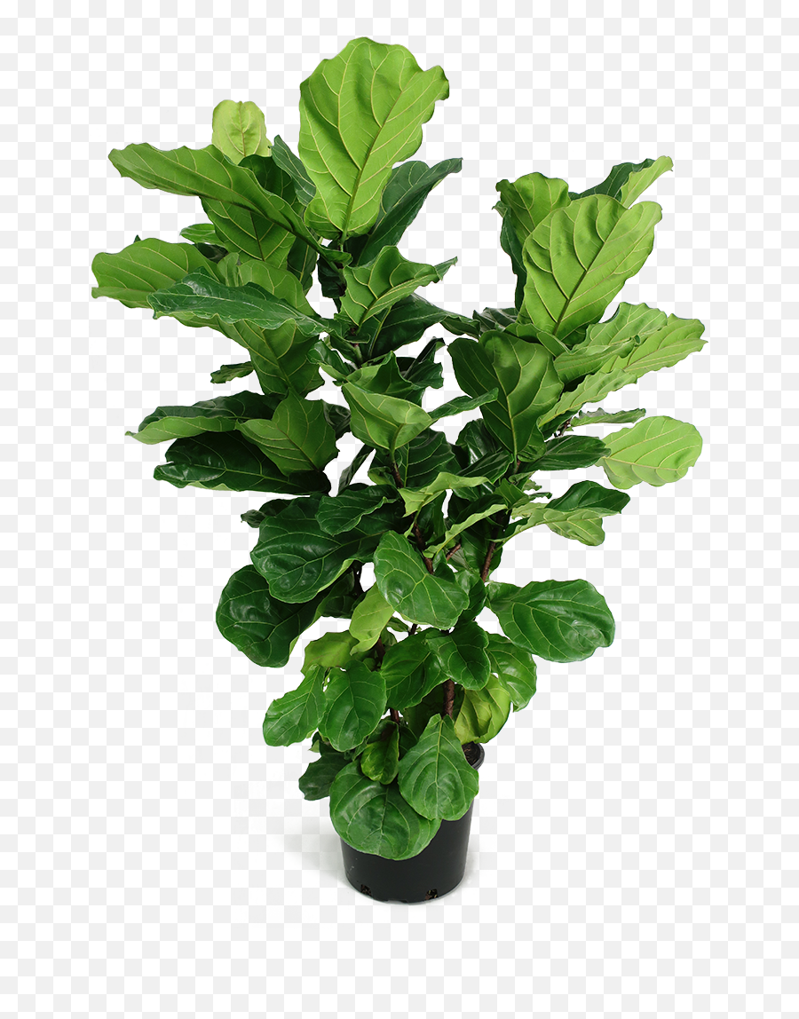 Ficus Lyrata X - Large Bush Fig Plant Png,Bush Transparent