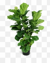 Ficus Lyrata X - Large Bush Fig Plant Png
