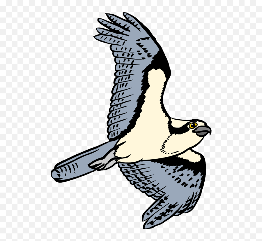 Bird Pencil And In Color - Osprey Cartoon Transparent Clipart Osprey Png,Pencil Clipart Transparent Background