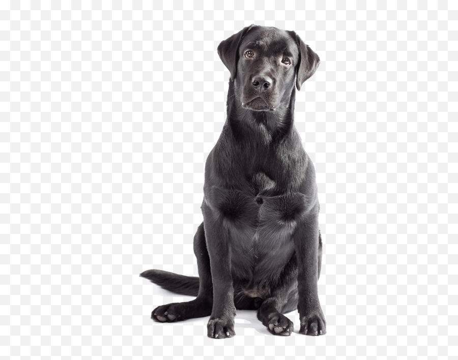 Labrador Png Clipart - Transparent Black Lab Png,Black Lab Png