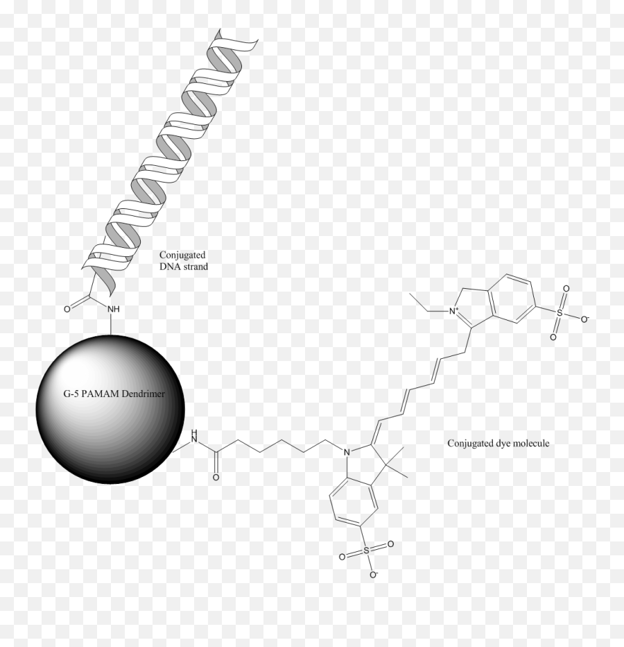 Download 538 Gene Delivery - Dna Dendrimer Conjugate Full G 5 Pamam Dendrimer Conjugated To Both A Dye Molecule And A Str Png,Dna Strand Png