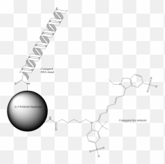 Download 538 Gene Delivery - Dna Dendrimer Conjugate Full G 5 Pamam Dendrimer Conjugated To Both A Dye Molecule And A Str Png,Dna Strand Png