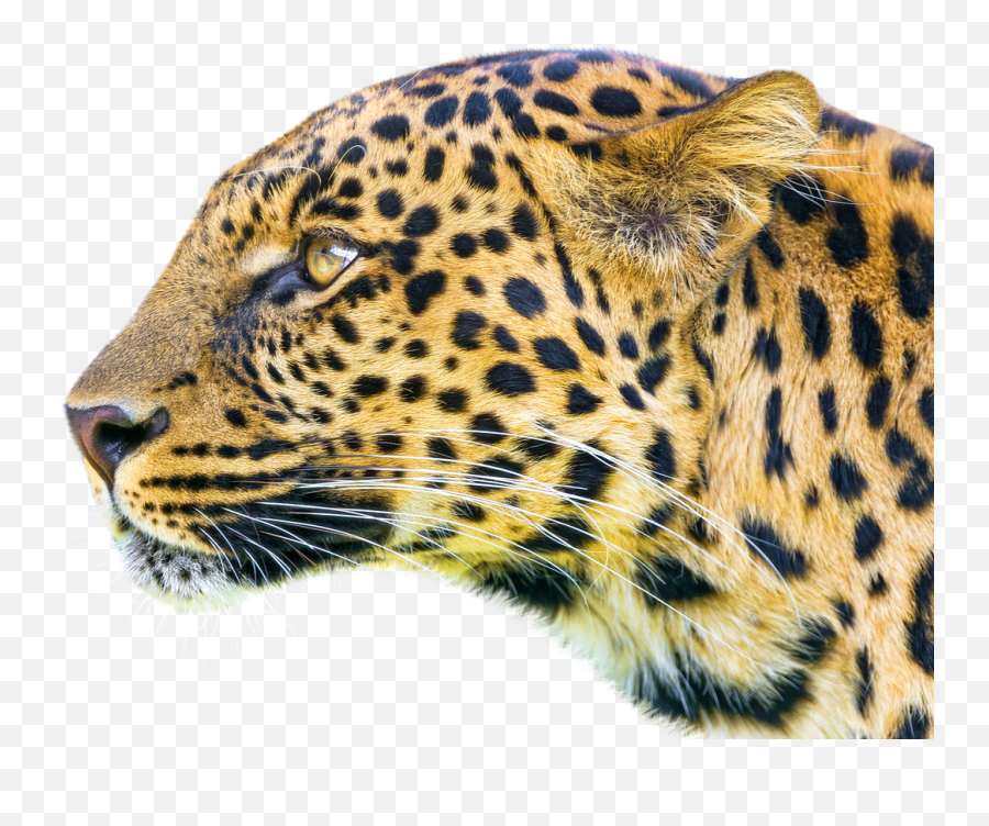 Leopard Png Image Lion Tiger Profile - Leopard,Cheetah Transparent