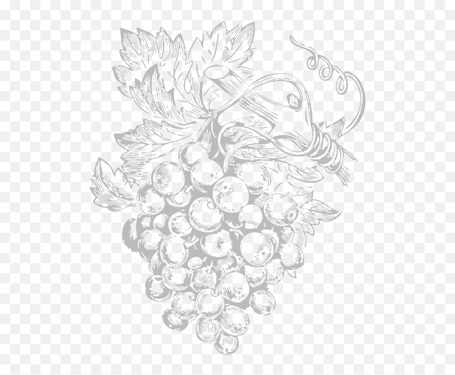 The Kasbah Wine Bar - Hand Drawn Grapes Vector Png,Vines Png