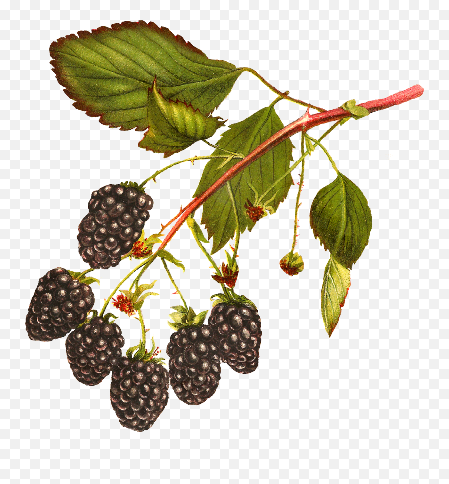 Blackberry Clipart Clip Art - Transparent Blackberry Bush Png,Blackberries Png