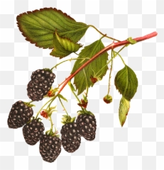 Blackberry Clipart Clip Art - Transparent Blackberry Bush Png,Blackberries Png