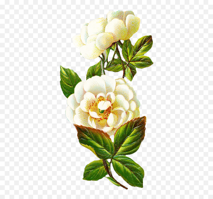 Centifolia Roses Flower Petal - Vintage Magnolia Flower Png Clipart Vintage Flores Png,Magnolia Png