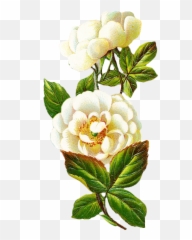 Centifolia Roses Flower Petal - Vintage Magnolia Flower Png Clipart Vintage Flores Png,Magnolia Png