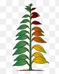Cigar Basics - Vertical Png,Tobacco Leaf Png