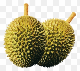 Hernan Corporation - Whole Musang King Durian Frozen Png,Durian Png