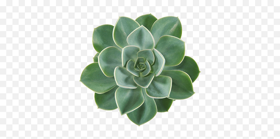 Pearls Succulents Consists Echeveria From Ovata - Echeveria Green Pearl Png,Succulent Icon Transparent
