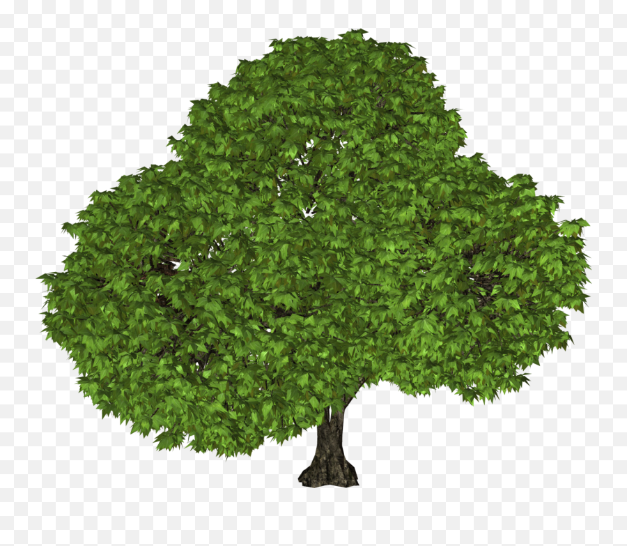Big Leafy Tree Png Image - Purepng Free Transparent Cc0 Portable Network Graphics,Big Tree Png